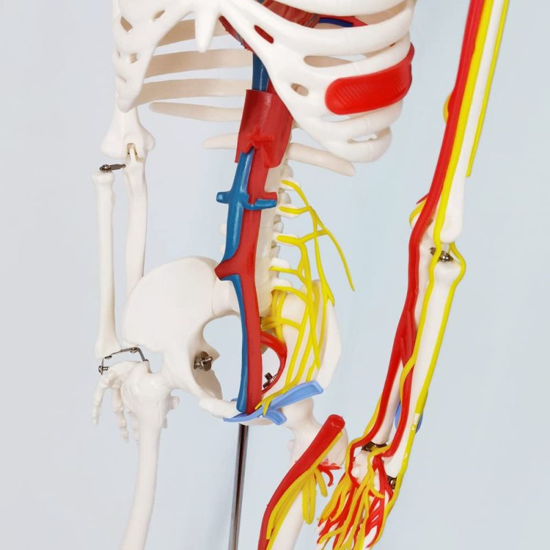 Mini Human Skeleton Model with Nerves Veins Arteries Heart for Anatomy 33.5''