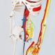 Mini Human Skeleton Model with Nerves Veins Arteries Heart for Anatomy 33.5''