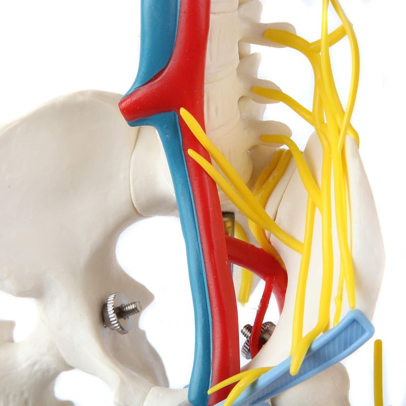 Mini Human Skeleton Model with Nerves Veins Arteries Heart for Anatomy 33.5''
