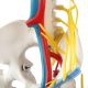 Mini Human Skeleton Model with Nerves Veins Arteries Heart for Anatomy 33.5''