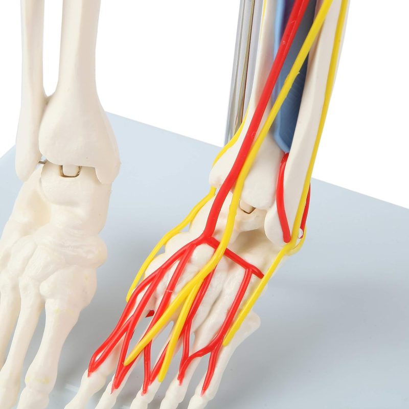 Mini Human Skeleton Model with Nerves Veins Arteries Heart for Anatomy 33.5''