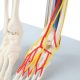 Mini Human Skeleton Model with Nerves Veins Arteries Heart for Anatomy 33.5''