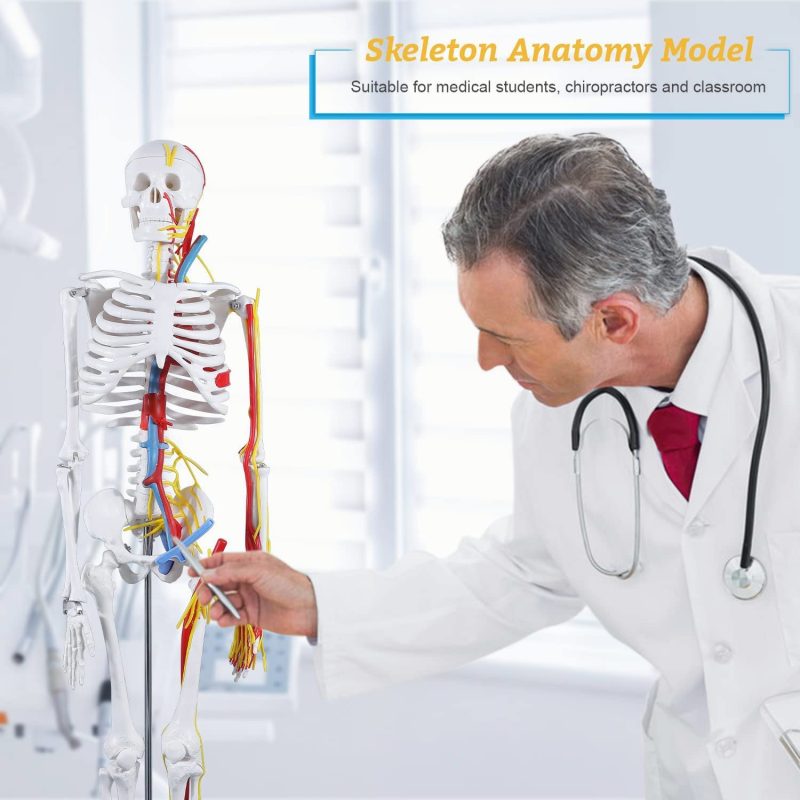 Mini Human Skeleton Model with Nerves Veins Arteries Heart for Anatomy 33.5''