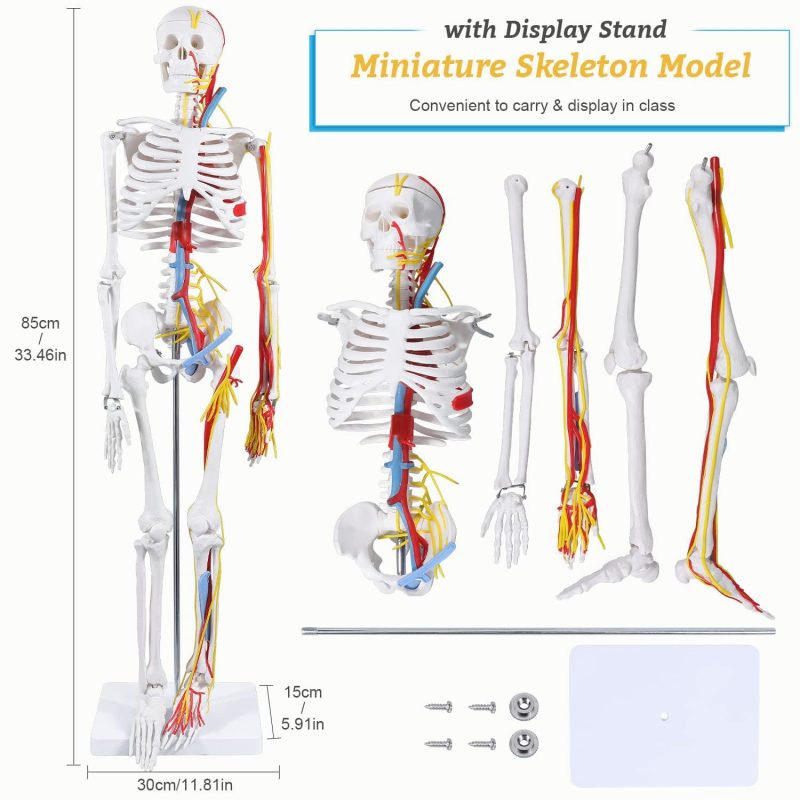 Mini Human Skeleton Model with Nerves Veins Arteries Heart for Anatomy 33.5''