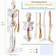 Mini Human Skeleton Model with Nerves Veins Arteries Heart for Anatomy 33.5''