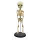 Mini Infant Fetus Skeleton Model