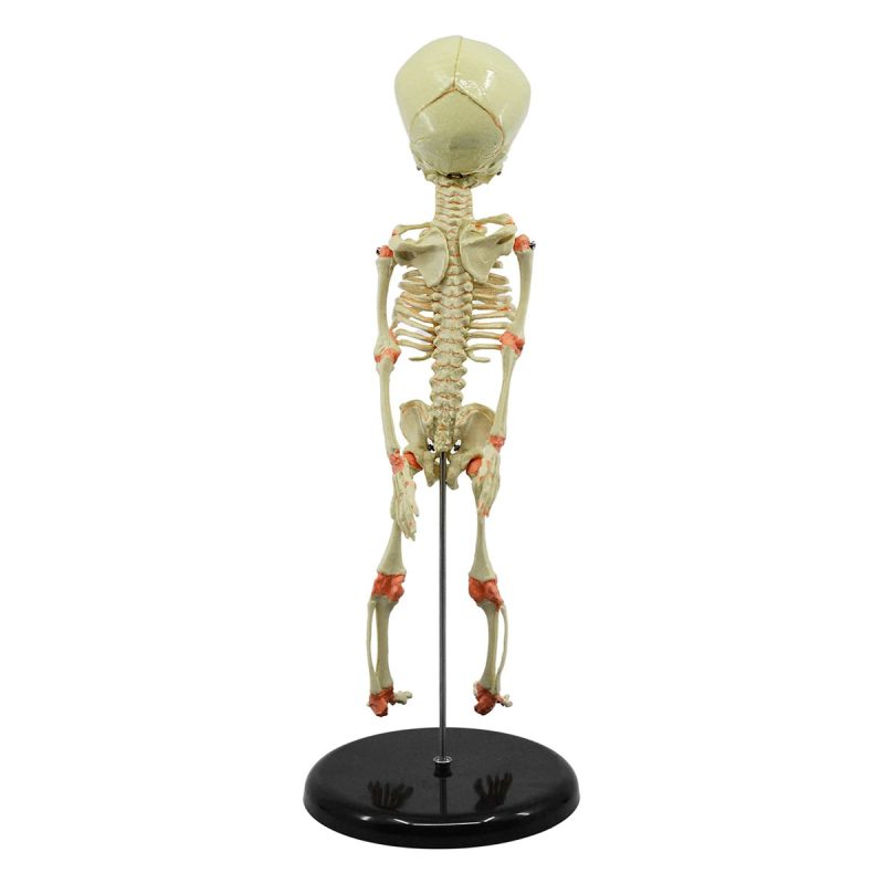 Mini Infant Fetus Skeleton Model