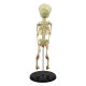 Mini Infant Fetus Skeleton Model