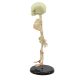 Mini Infant Fetus Skeleton Model