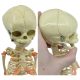 Mini Infant Fetus Skeleton Model