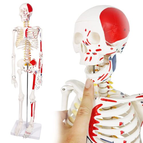 Numbered Mini Human Skeleton Model for Anatomy 33.5''