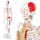 Numbered Mini Human Skeleton Model for Anatomy 33.5''