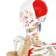 Numbered Mini Human Skeleton Model for Anatomy 33.5''