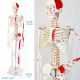 Numbered Mini Human Skeleton Model for Anatomy 33.5''
