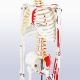 Numbered Mini Human Skeleton Model for Anatomy 33.5''