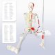 Numbered Mini Human Skeleton Model for Anatomy 33.5''