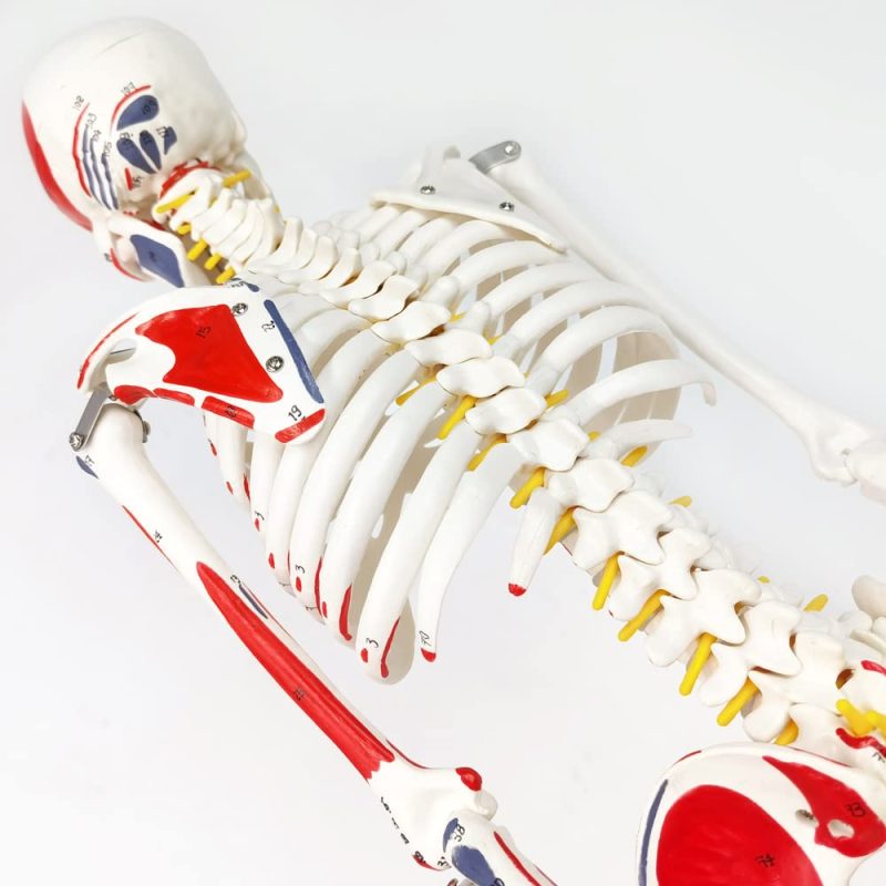 Numbered Mini Human Skeleton Model for Anatomy 33.5''
