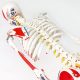 Numbered Mini Human Skeleton Model for Anatomy 33.5''