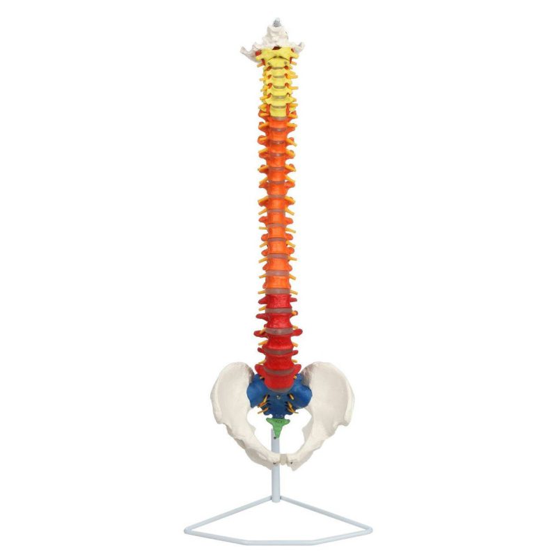 Premium Didactic Flexible Vertebral Column with Pelvic