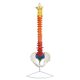 Premium Didactic Flexible Vertebral Column with Pelvic