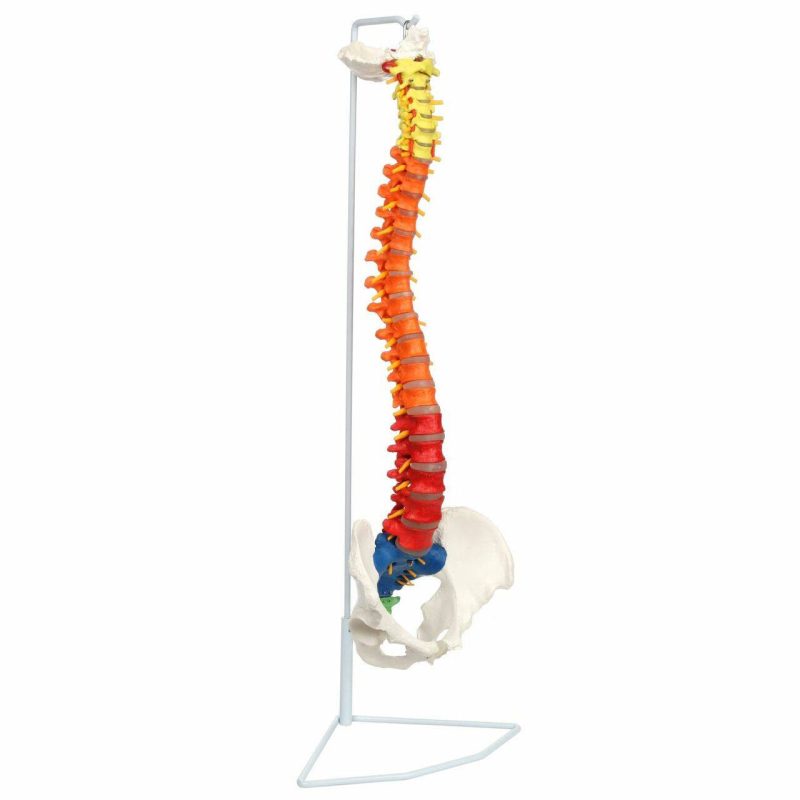 Premium Didactic Flexible Vertebral Column with Pelvic