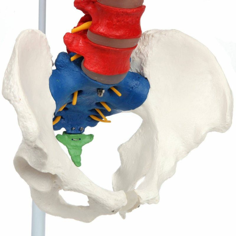 Premium Didactic Flexible Vertebral Column with Pelvic