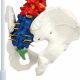 Premium Didactic Flexible Vertebral Column with Pelvic