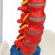 Premium Didactic Flexible Vertebral Column with Pelvic