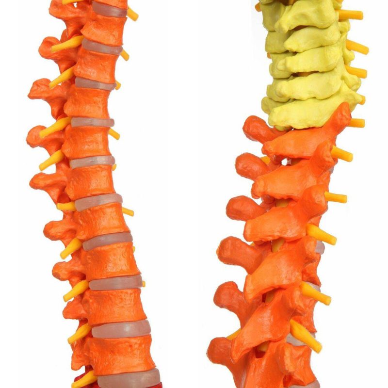 Premium Didactic Flexible Vertebral Column with Pelvic