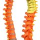 Premium Didactic Flexible Vertebral Column with Pelvic