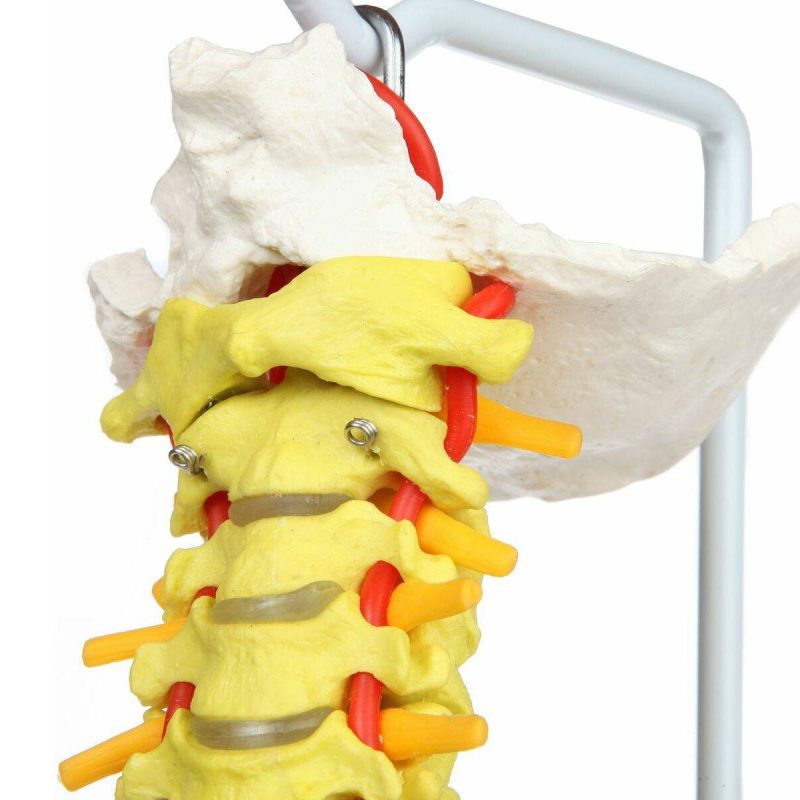 Premium Didactic Flexible Vertebral Column with Pelvic