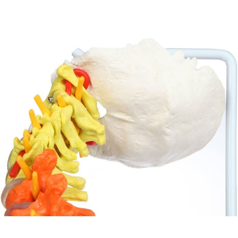 Premium Didactic Flexible Vertebral Column with Pelvic
