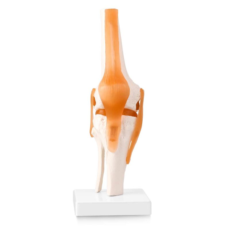 Human Knee Joint Model with Functional Ligaments