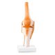 Human Knee Joint Model with Functional Ligaments