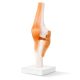 Human Knee Joint Model with Functional Ligaments