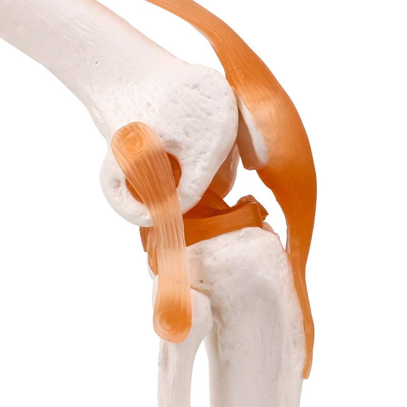 Human Knee Joint Model with Functional Ligaments