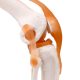 Human Knee Joint Model with Functional Ligaments