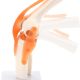 Human Knee Joint Model with Functional Ligaments