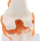 Human Knee Joint Model with Functional Ligaments