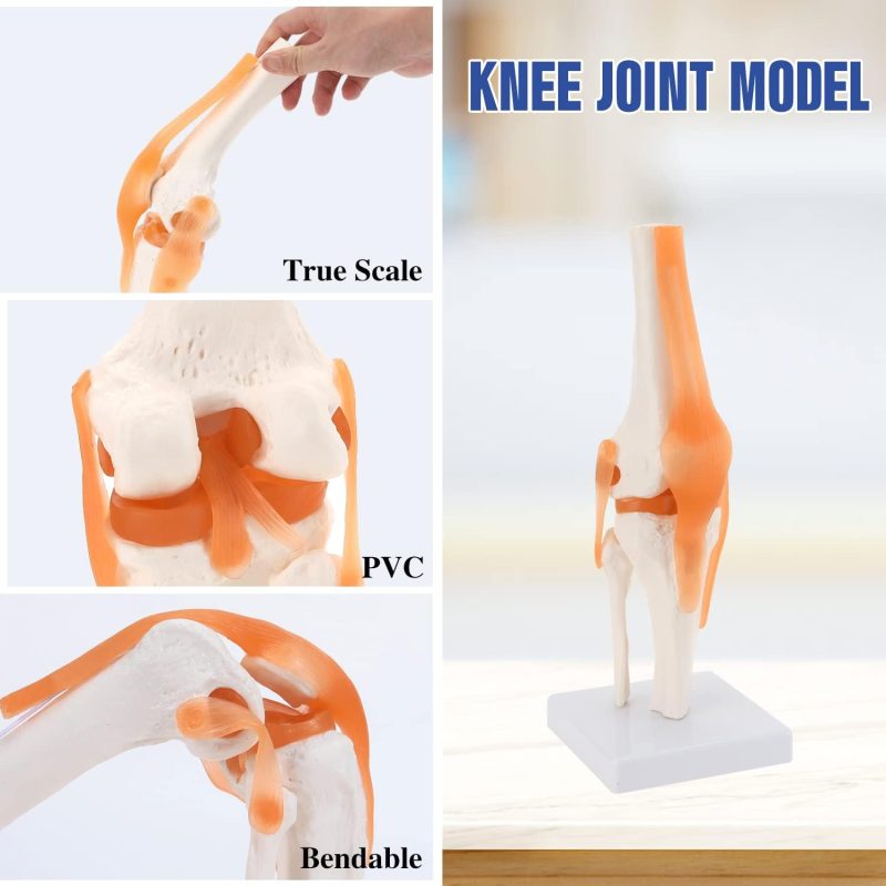 Human Knee Joint Model with Functional Ligaments