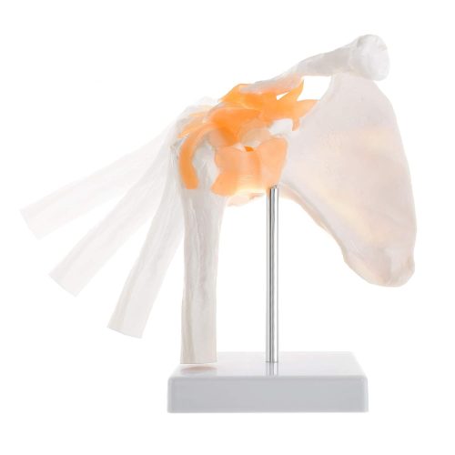 Human Skeletal Shoulder Anatomy Model with Functional Ligaments