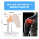 Human Skeletal Shoulder Anatomy Model with Functional Ligaments
