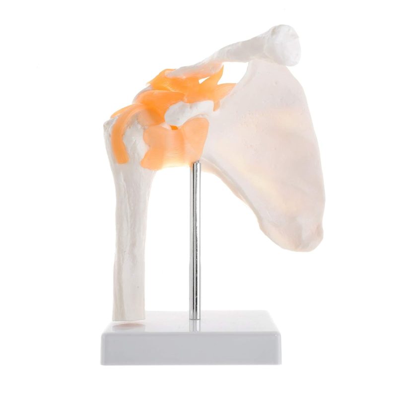 Human Skeletal Shoulder Anatomy Model with Functional Ligaments