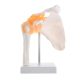 Human Skeletal Shoulder Anatomy Model with Functional Ligaments