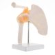 Human Skeletal Shoulder Anatomy Model with Functional Ligaments