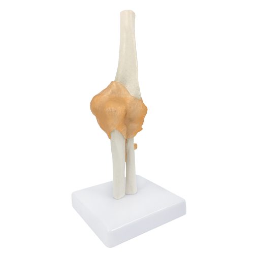 Life-Size Flexible Elbow Joint with Ligament