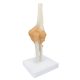 Life-Size Flexible Elbow Joint with Ligament