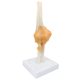 Life-Size Flexible Elbow Joint with Ligament