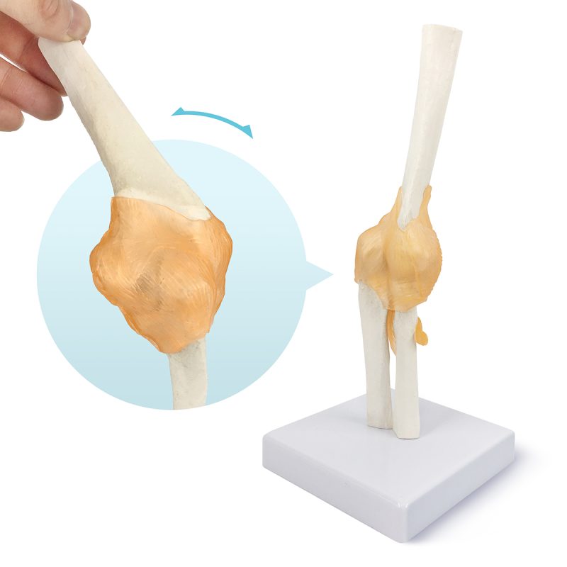 Life-Size Flexible Elbow Joint with Ligament