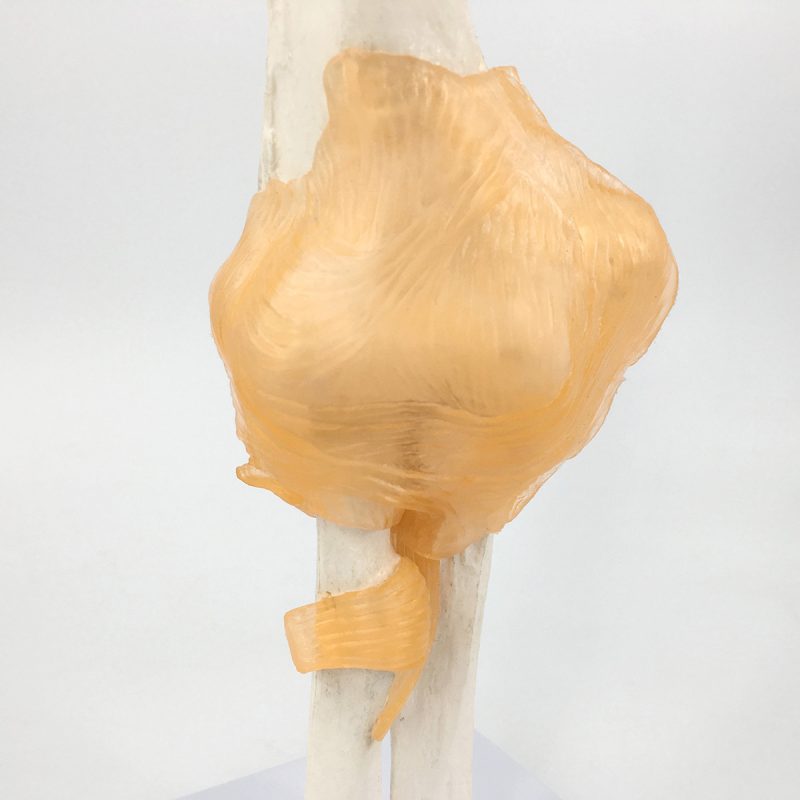 Life-Size Flexible Elbow Joint with Ligament